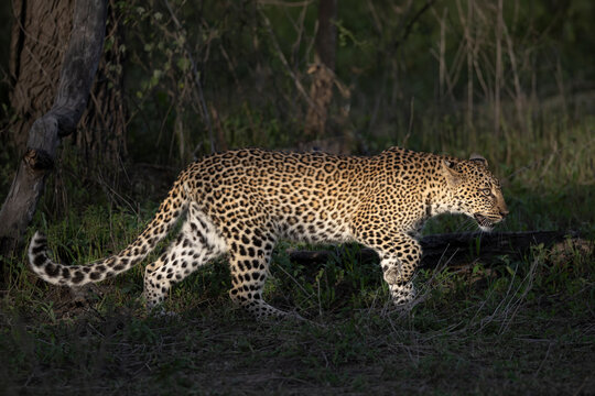 Young leopard (Panthera pardus), Ndutu, Ngorongoro conservancy, Tanzania