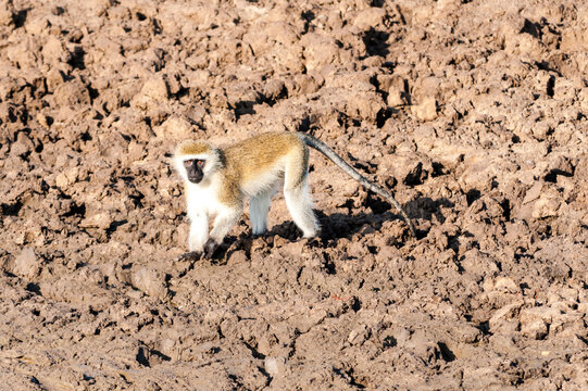 vervet monkey (Chlorocebus pygerythrus), Tsavo West, Taita Taveta County, Kenya, East Africa