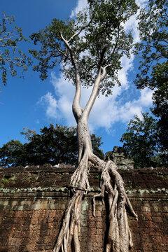 Famous Ta Prohm temple in Angkor with Silk Cotton tree (or Kapok tree) roots growing on the ruins Siem Reap. Cambodia.