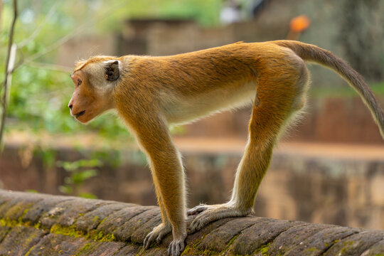 View of Toque Macaque (Macaca sinica) monkey at Isurumuniya Temple on a sunny day, Anuradhapura, Sri Lanka