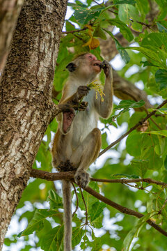 View of Toque Macaque (Macaca sinica) monkey at Isurumuniya Temple on a sunny day, Anuradhapura, Sri Lanka