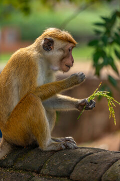 View of Toque Macaque (Macaca sinica) monkey at Isurumuniya Temple on a sunny day, Anuradhapura, Sri Lanka