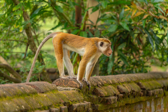 View of Toque Macaque (Macaca sinica) monkey at Isurumuniya Temple on a sunny day, Anuradhapura, Sri Lanka
