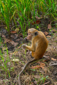 View of Toque Macaque (Macaca sinica) monkey at Isurumuniya Temple on a sunny day, Anuradhapura, Sri Lanka