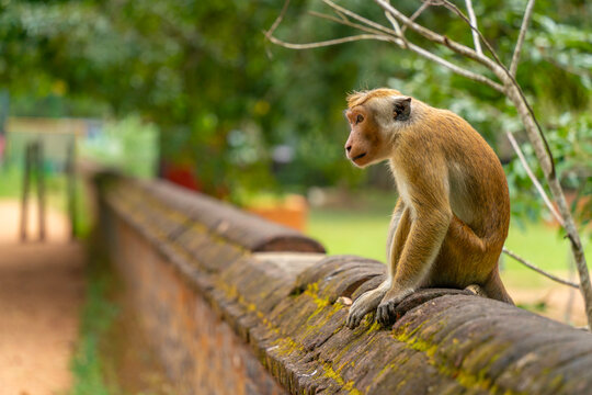 View of Toque Macaque (Macaca sinica) monkey at Isurumuniya Temple on a sunny day, Anuradhapura, Sri Lanka