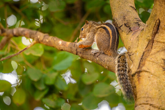 View of Sri Lankan squirrel near Ruwanweli Maha Seya stupa on a sunny day, Anuradhapura, Sri Lanka