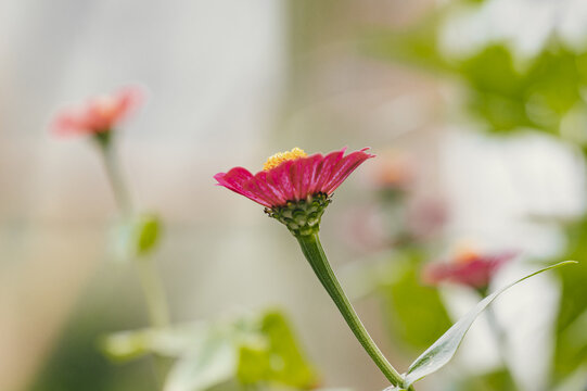 View of vibrant pink zinnia flowers with yellow centers blooming in a lush garden in Puerto Viejo de Talamanca, Limon Province, Costa Rica.