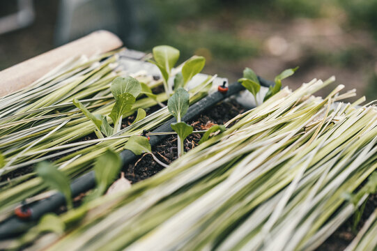View of young leafy green plants growing in a garden bed with drip irrigation tubing and mulch made of cut lemongrass in Puerto Viejo de Talamanca, Limon Province, Costa Rica.