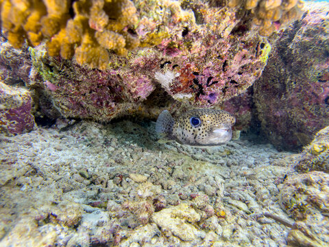 Adult spotted porcupinefish, Diodon hystrix, swimming on the reef in South Ari Atoll, Maldives