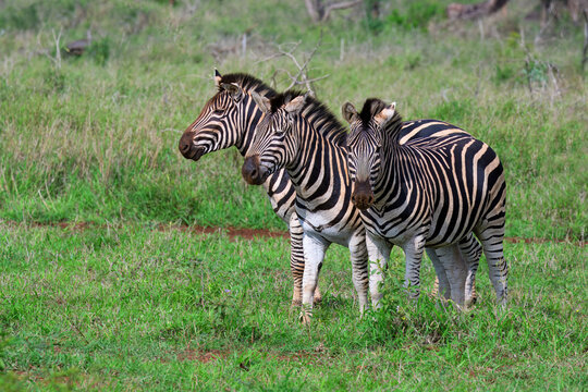 Three Burchell&acirc;&euro;&trade;s zebras (Equus burchellii), KwaZulu Natal province, South Africa
