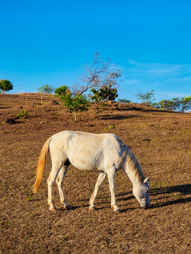 Horse at Cerro Eramon, Chalatenango Department, El Salvador