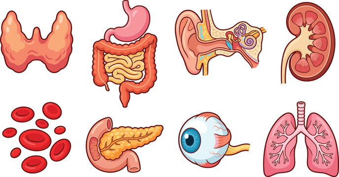 Human Anatomy Internal Organs Vector Icon Set with Thyroid, Stomach, Ear Cross Section, Kidney, Pancreas, Eye, and Lung Graphics for Medical Designs