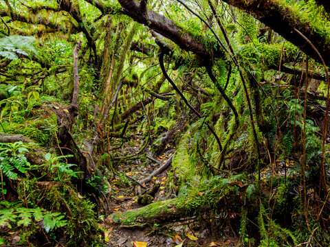 Forest trail to the top of the Maderas Volcano, Ometepe Island at Lake Nicaragua, Rivas Department, Nicaragua