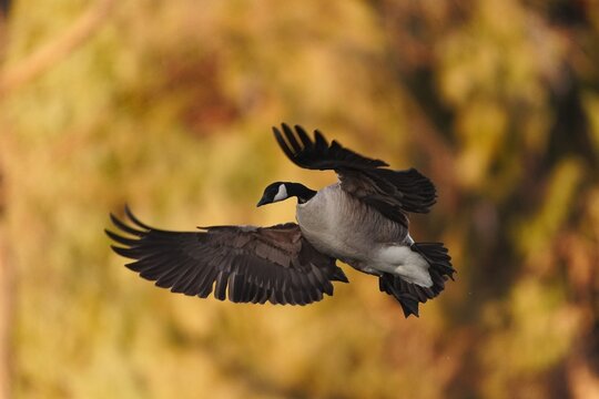Canada Goose (Branta canadensis) flying