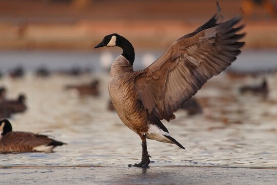 Canada Goose (Branta canadensis) flapping wings