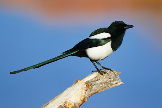 Black-billed Magpie (Pica hudsonia) on a branch