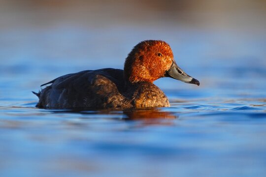 Male Redhead Duck (Aythya americana) on water