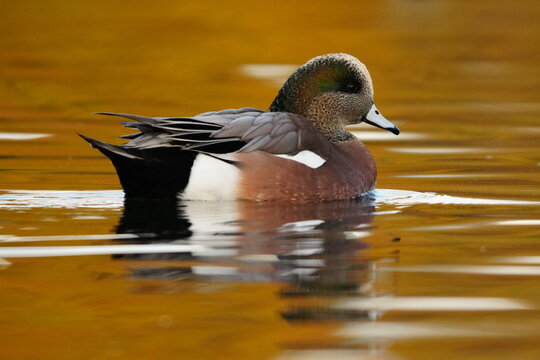 Male Widgeon Duck (Mareca americana) on a pond