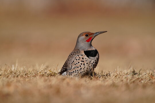 Male Northern Flicker (Colaptes auratus) on the ground