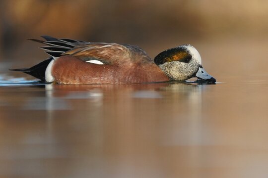 American Wigeon male (Mareca americana) on water