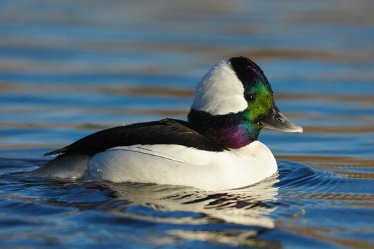 Male Bufflehead Duck (Bucephala albeola) on water