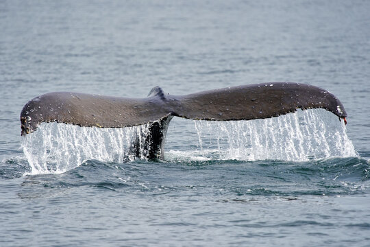 Humpback Whale (Megaptera novaeangliae) tail with water before a dive