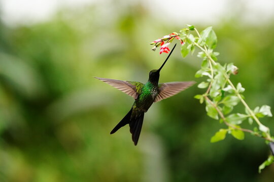 Sword-billed Hummingbird (Ensifera ensifera) feeding on a flower