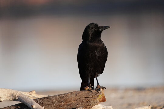 American Crow (Corvus brachyrhynchos) on a branch