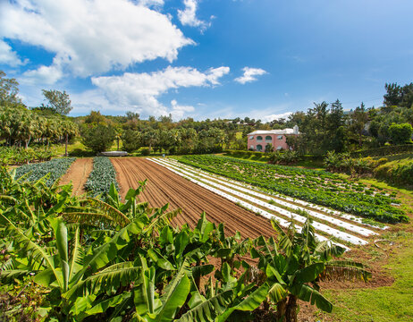 A farmer's field on Bermuda