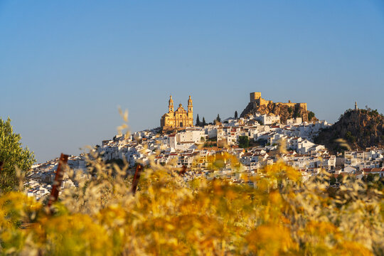 Golden grasses in summer frame the picturesque white village of Olvera at sunrise, Cadiz, Andalucia, Spain