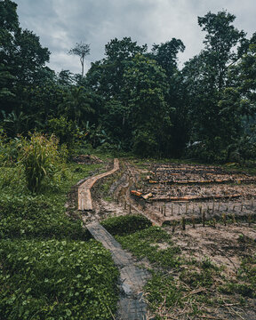 View of a narrow wooden pathway winding through a lush tropical garden and agricultural plot with rows of crops in Puerto Viejo de Talamanca, Limon Province, Costa Rica.