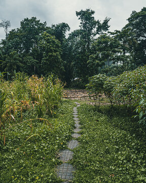 View of a stone path winding through a lush tropical garden with corn plants and dense forest foliage in Puerto Viejo de Talamanca, Limon Province, Costa Rica.