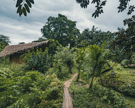 View of a rustic thatched-roof hut nestled in lush tropical vegetation with a wooden path leading through the garden in Puerto Viejo de Talamanca, Limon Province, Costa Rica.
