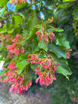 Lush Acer tataricum tree close up