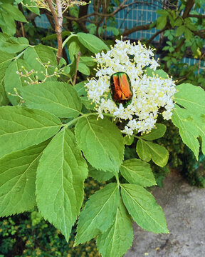 Cetonia aurata bug on a white flowered tree