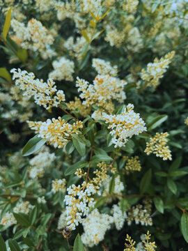 Blooming Ligustrum vulgare bush