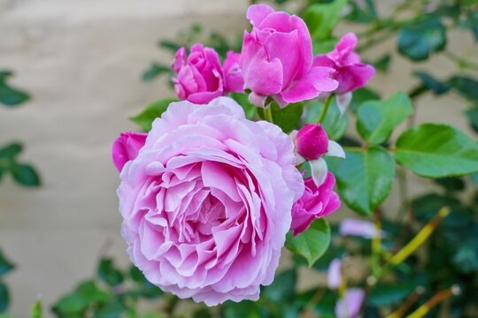 Fragrant pink rose growing in the garden