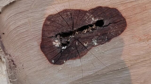Detailed close-up of a natural wood cross-section showing a dark reddish-brown hollow knot texture.