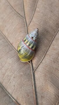A highly detailed macro photograph capturing a single natural patterned land snail shell on a textured brown leaf.