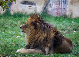 lion in the wild © SporisevicPhotos