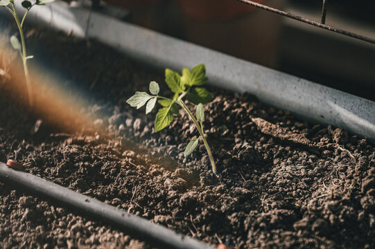 View of a young green seedling growing in a metal planter box filled with dark soil, with a wire fence in Puerto Viejo de Talamanca, Limon Province, Costa Rica.