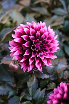 White and pink dahlia flower with bronze foliage