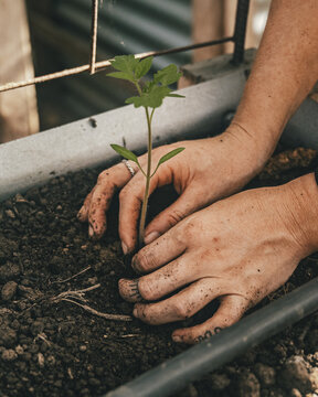 View of a small green seedling being planted into dark soil by hands in Puerto Viejo de Talamanca, Limon Province, Costa Rica.