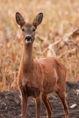 Roe deer looking at camera in front of dry corn stalks © Mira