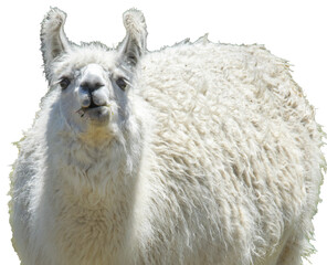 White alpaca standing in meadow © DFLC
