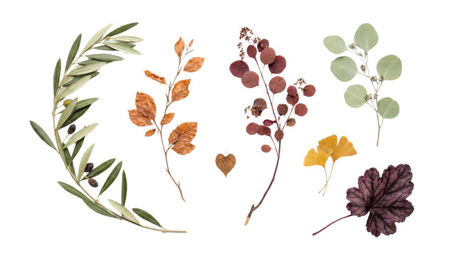 Assorted autumn leaves, green foliage, dried twigs, and botanical specimens displayed in flat lay on transparent background