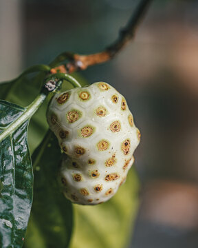 View of a noni fruit hanging from a branch with green leaves, showcasing its unique bumpy texture and pale skin with brown spots in Puerto Viejo de Talamanca, Limon Province, Costa Rica.