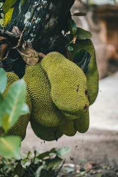 View of jackfruit growing on a tree trunk in a tropical garden in Puerto Viejo de Talamanca, Limon Province, Costa Rica.