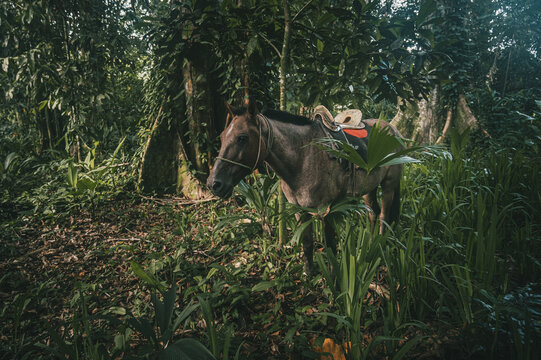View of a saddled horse standing in a lush tropical rainforest with dense foliage, large trees, and dappled sunlight in Puerto Viejo de Talamanca, Limon Province, Costa Rica.