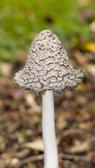 Detailed macro photo of a rare Magpie fungus (Coprinopsis picacea) mushroom featuring a distinctive patterned black and white cap growing on forest ground. © Stanislau